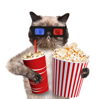 Cat watching a movie